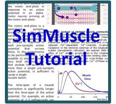 simmuscletutorial